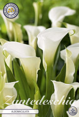 Zantedeschia Albomaculata