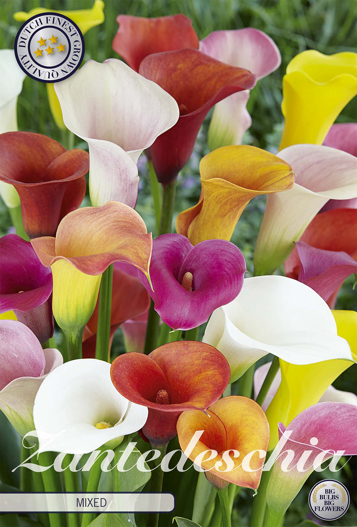 Zantedeschia Mischung