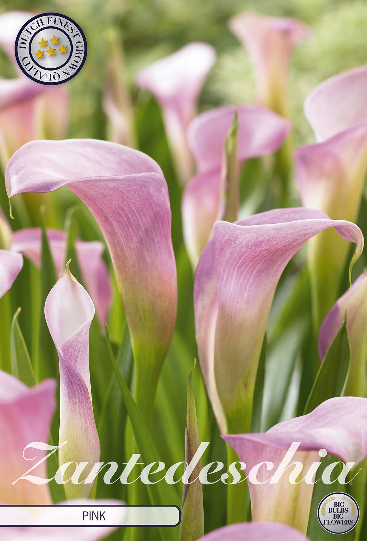 Zantedeschia Hellrosa