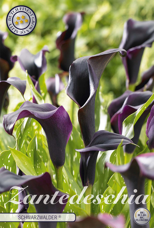Zantedeschia 'Schwarzwälder'