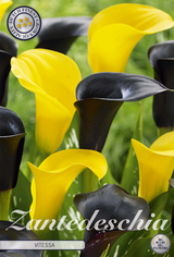 Zantedeschia Vitessa Gelb Schwarz