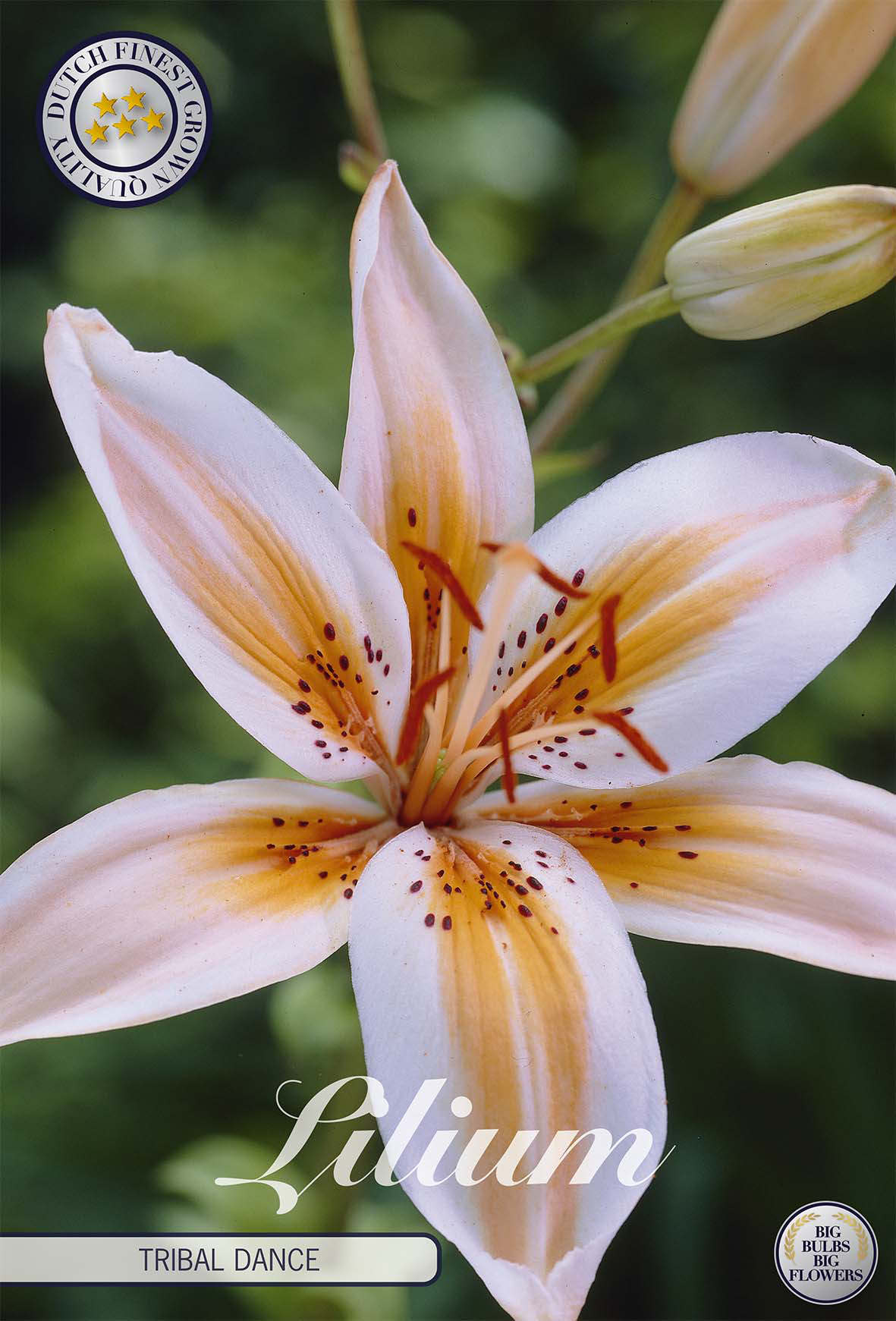 Lilium Tribal Dance
