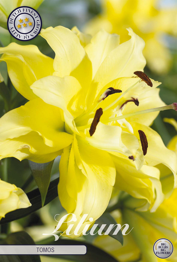 Lilium Tomos