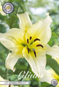 Lilium Später Vormittag