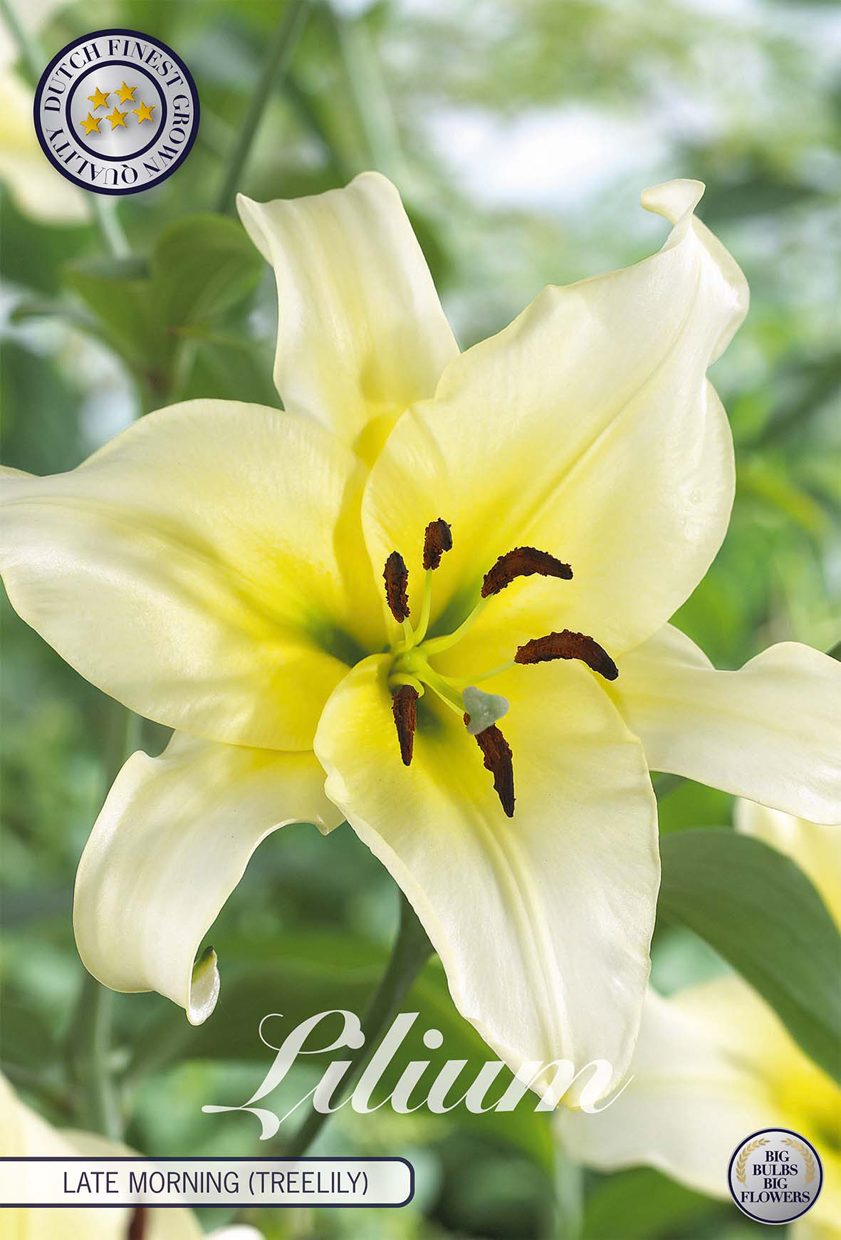 Lilium Später Vormittag