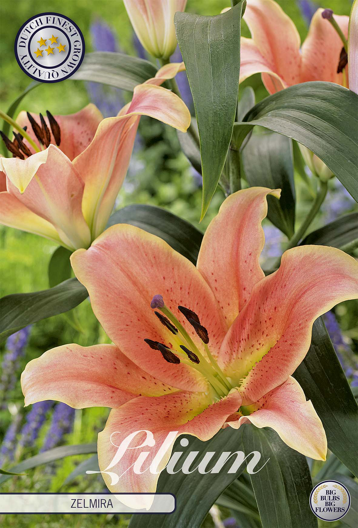 Lilium Zelmira