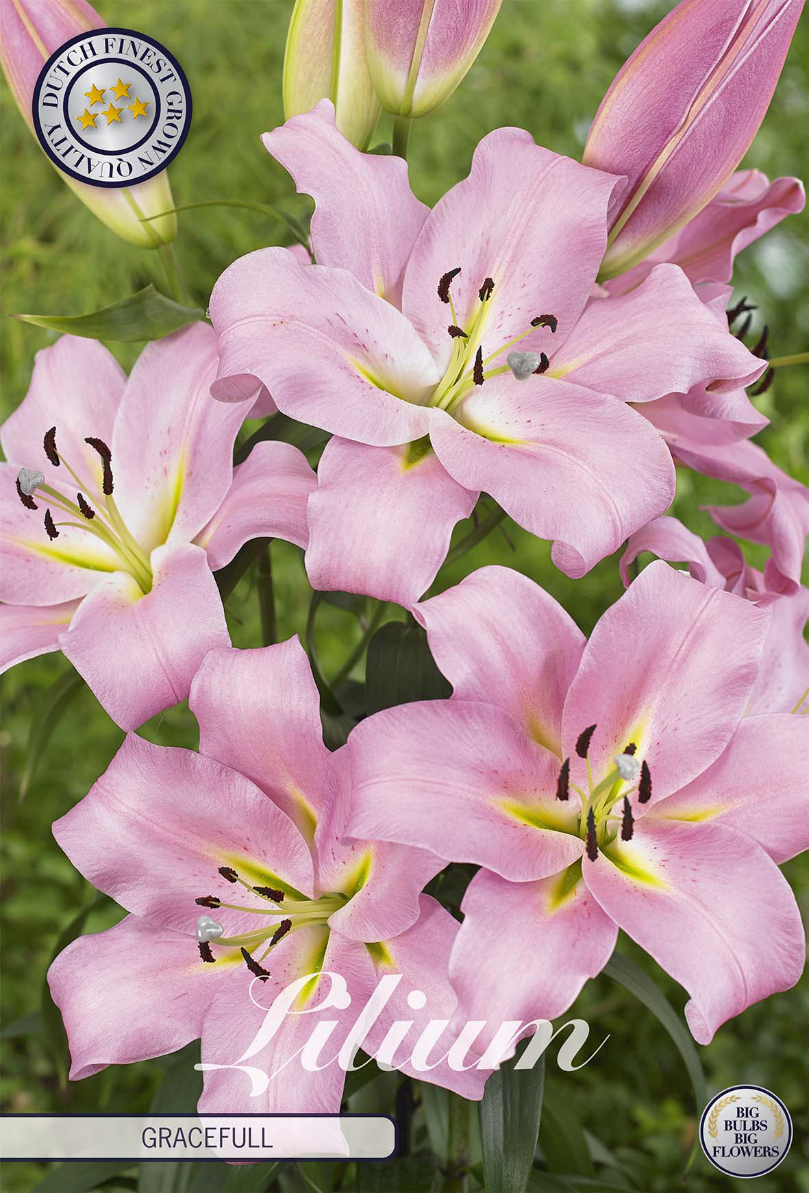 Lilium 'Gracefull'