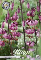 Lilium Manitoba Morning