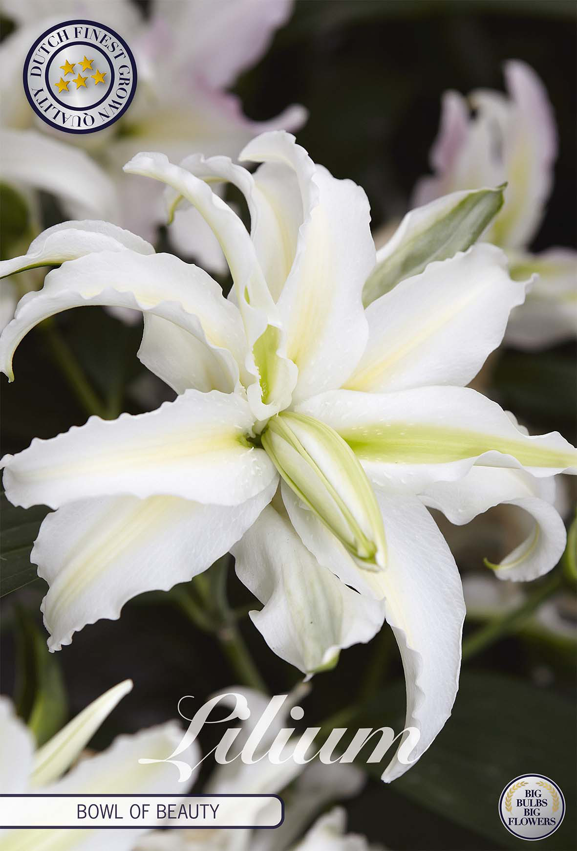 Lilium 'Bowl of Beauty'