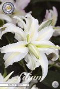 Lilium 'Bowl of Beauty'