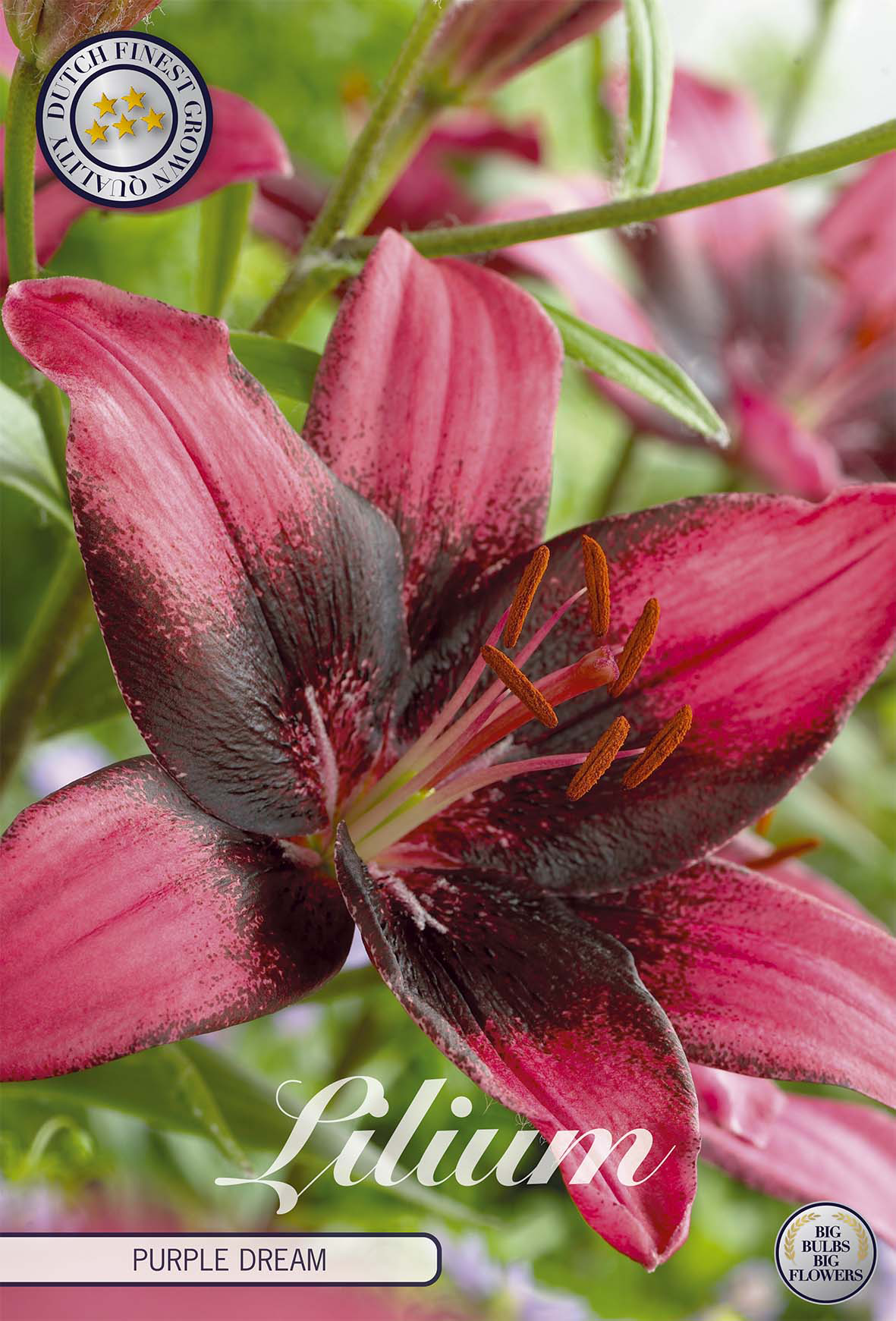 Lilium Purple Dream