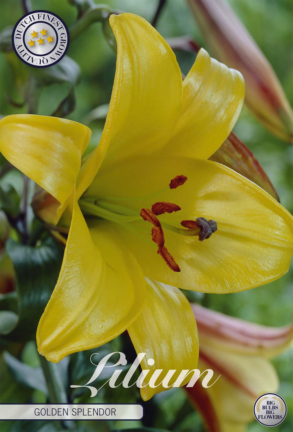 Lilium Golden Splendor
