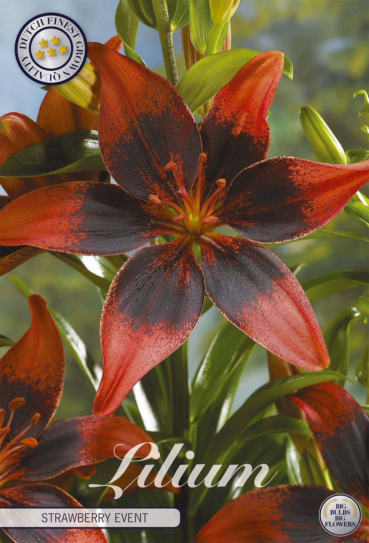 Lilium Erdbeer-Event