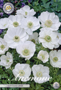 Anemone Coronaria Braut