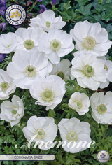 Anemone Coronaria Braut