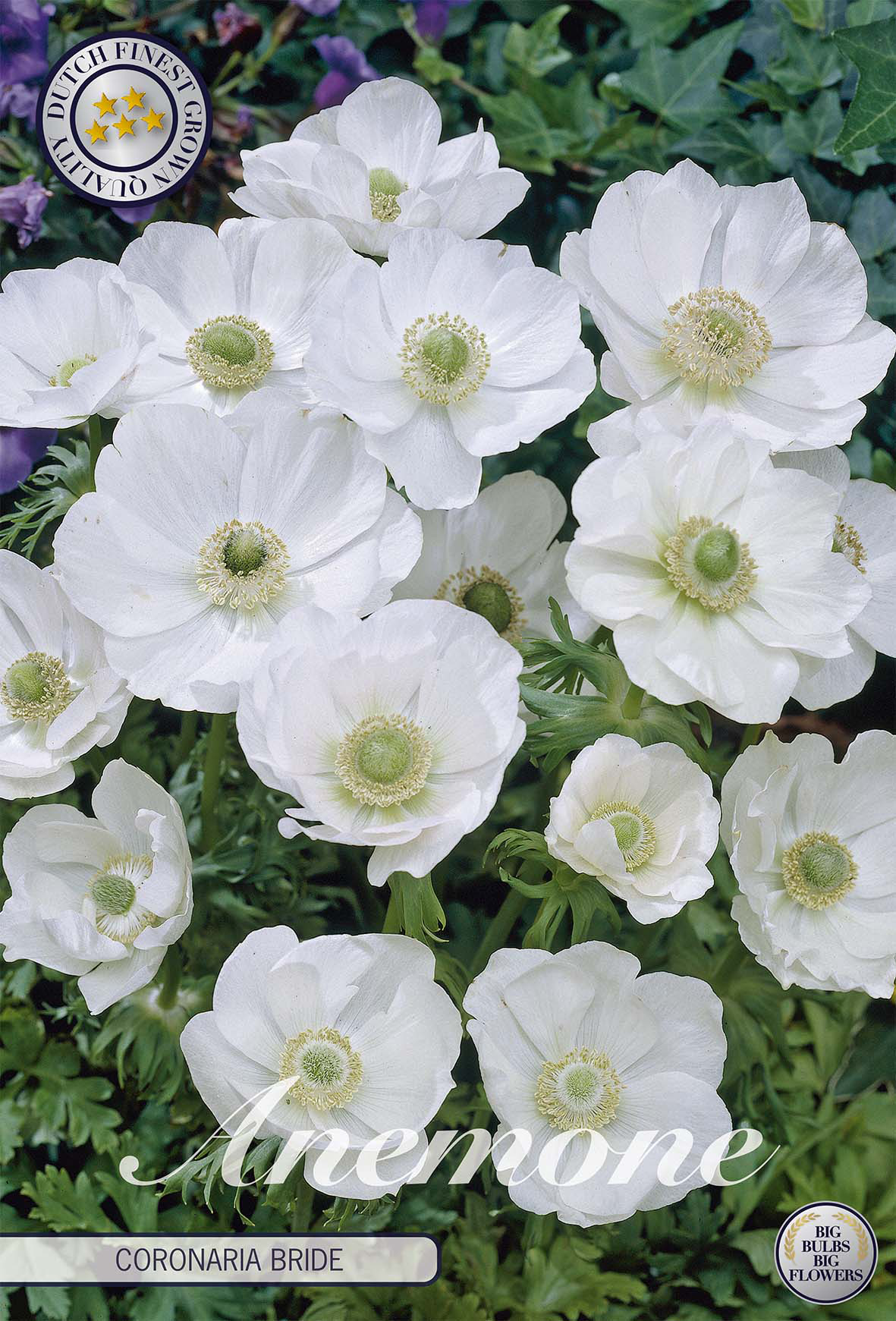 Anemone Coronaria Braut