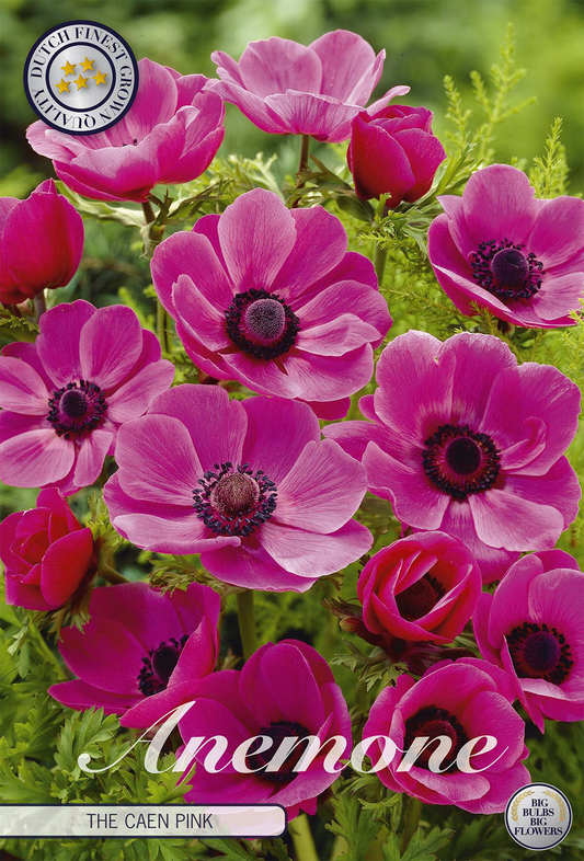 Anemone Coronaria The Caen Rose