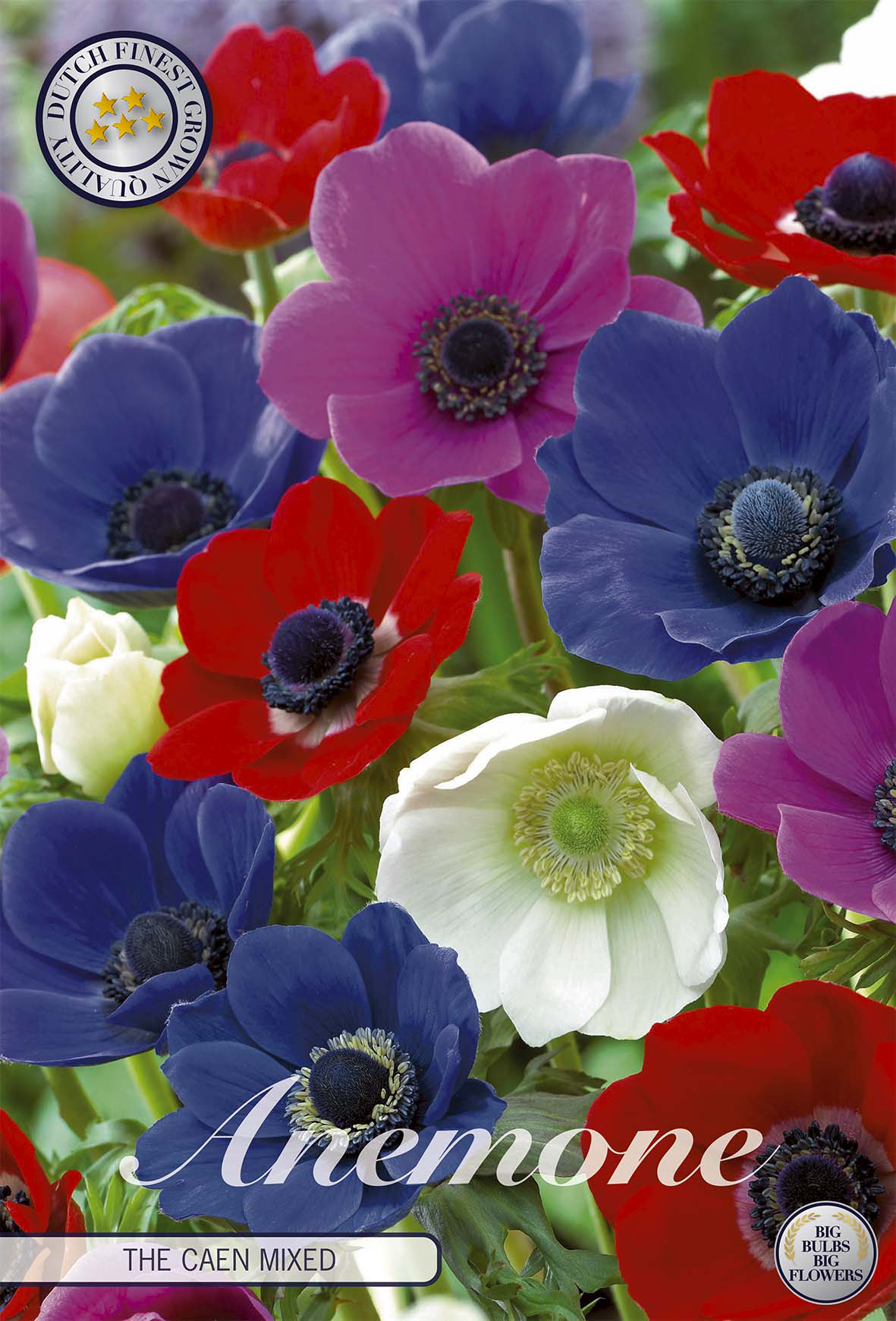 Anemone Coronaria The Caen Gemischt