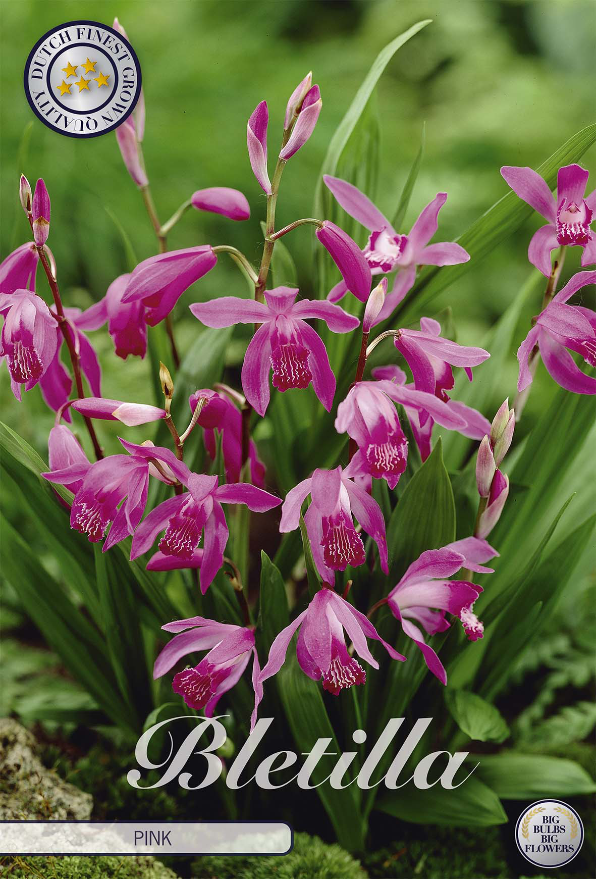 Bletilla rosa