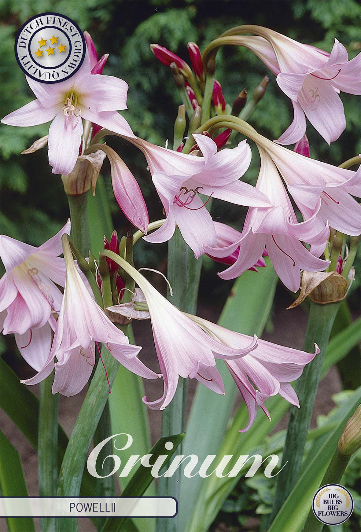 Crinum × powellii