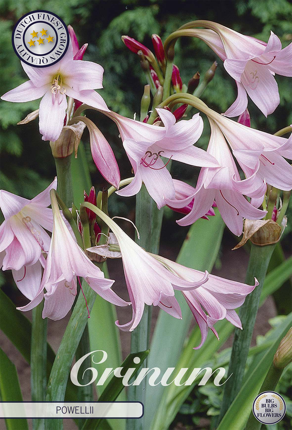 Crinum × powellii
