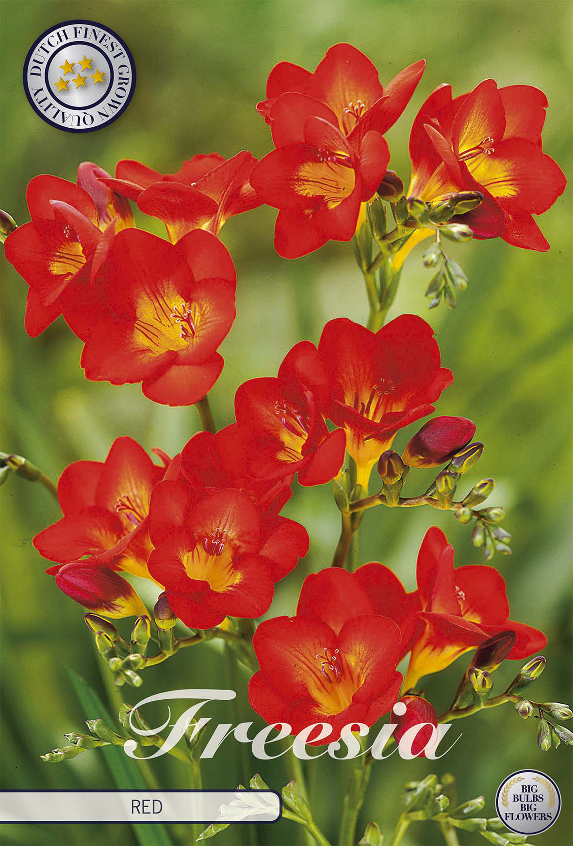 Freesia Rot