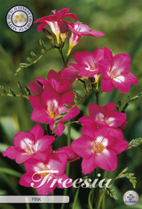 Freesia Rosa