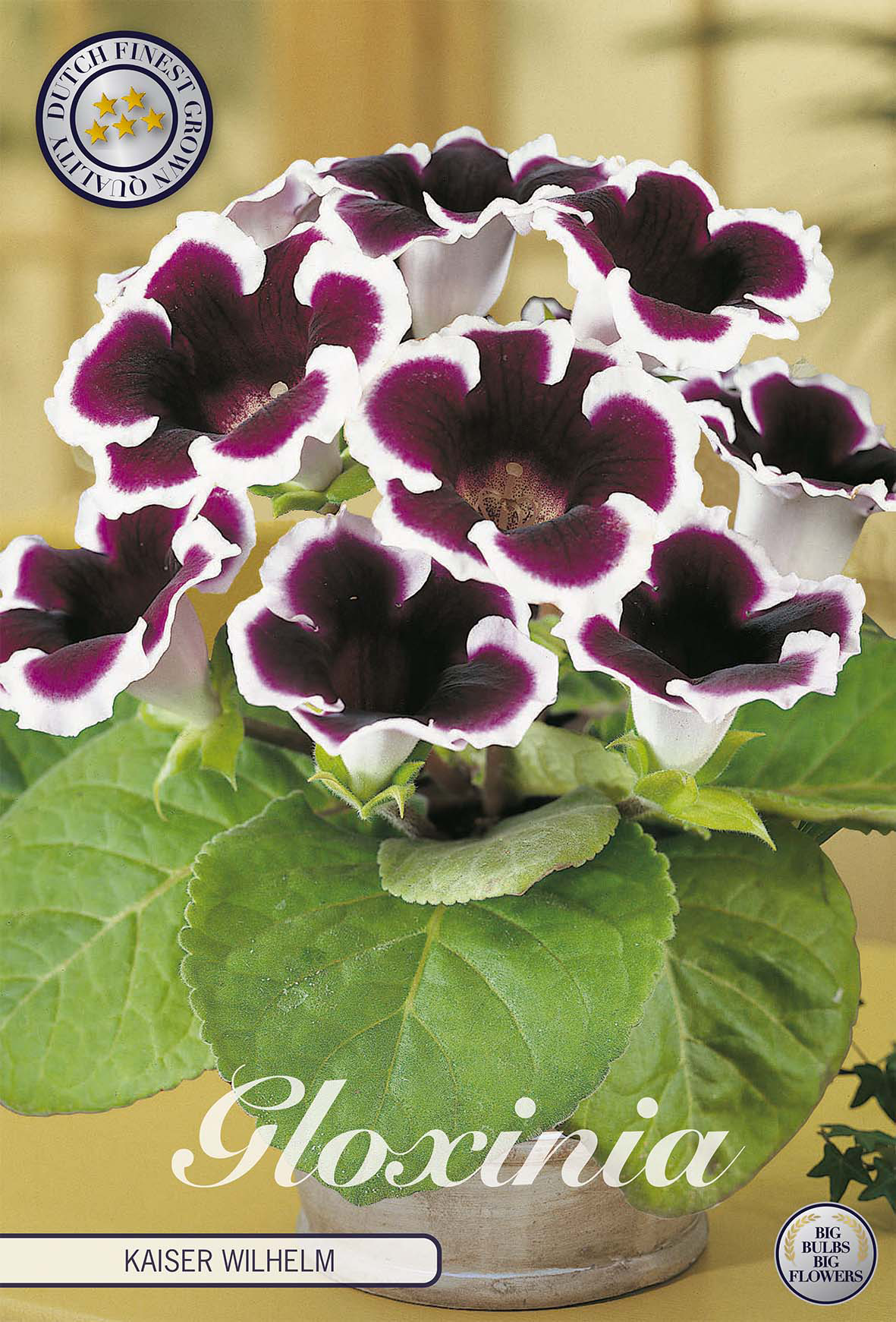 Gloxinia 'Kaiser Wilhelm'