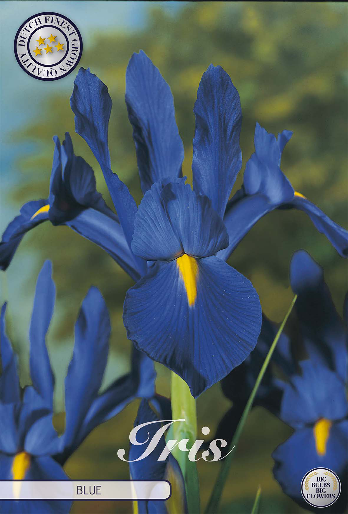 Iris Hollandica Blau