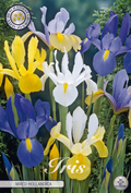 Holländische Iris, Mischung
