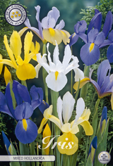 Holländische Iris, Mischung