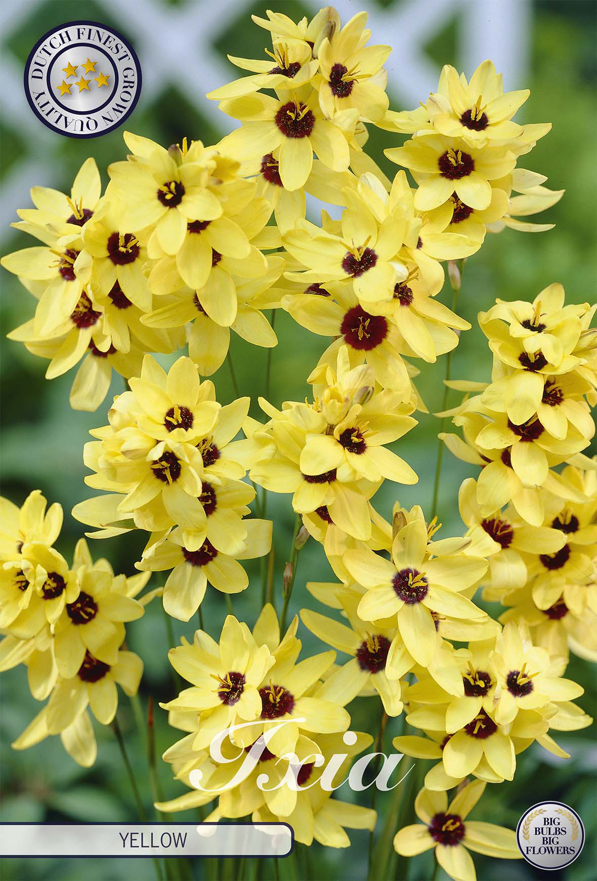 Ixia gelb
