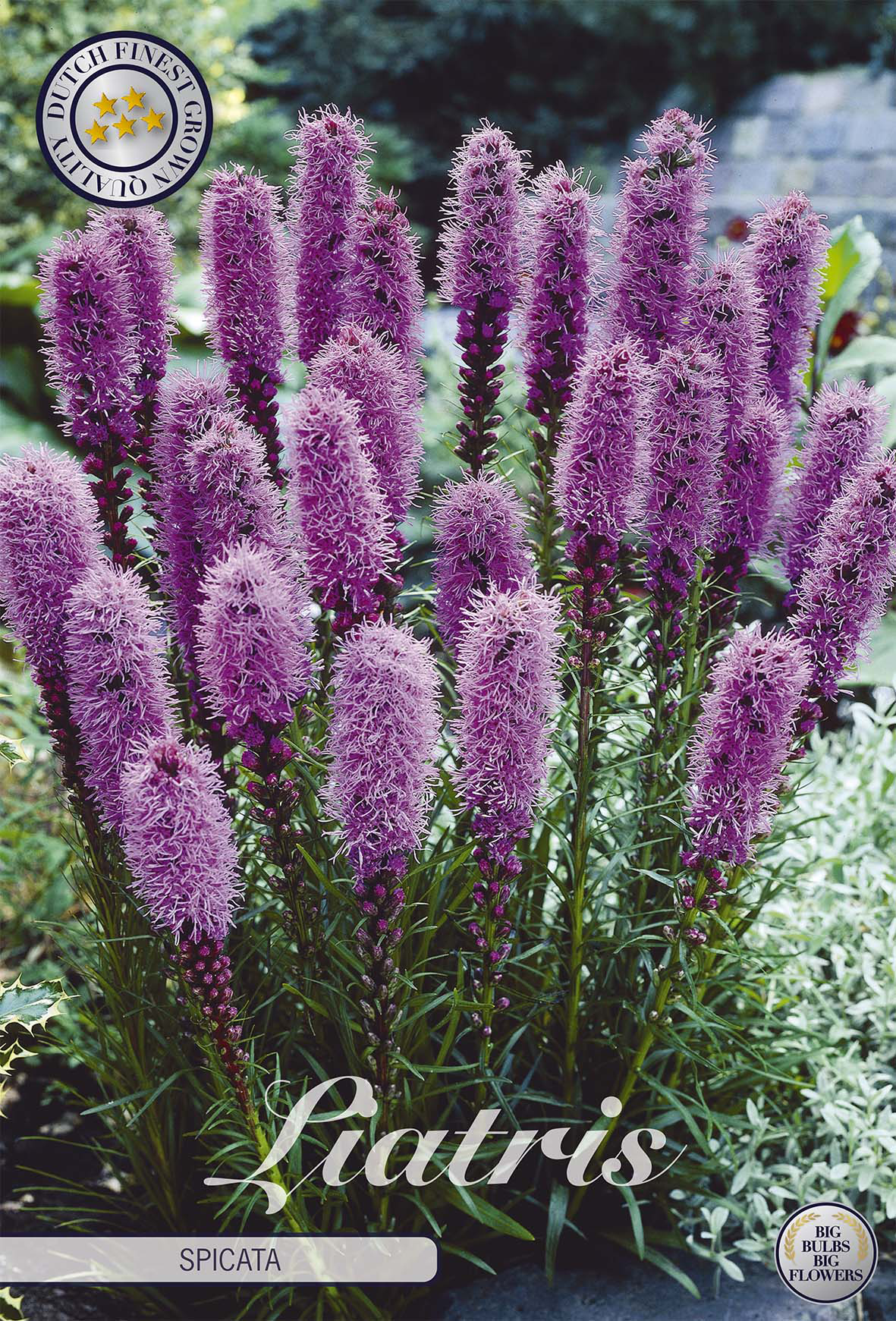 Prachtscharte