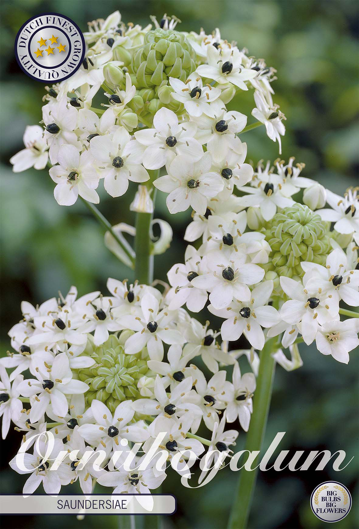 Ornithogalum saundersiae