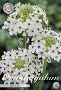 Ornithogalum saundersiae
