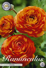 Ranunkel Orange