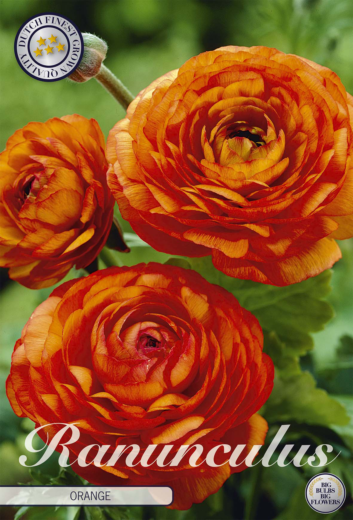 Ranunkel Orange