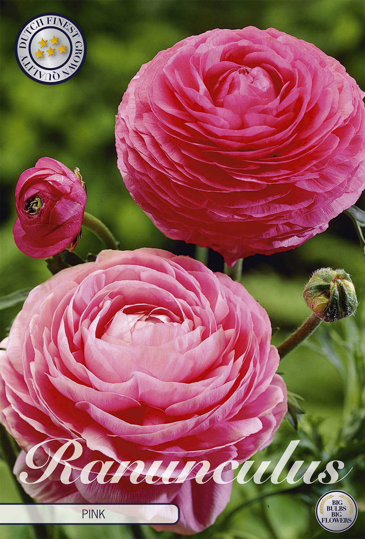 Ranunkel Rosa