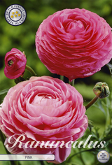 Ranunkel Rosa