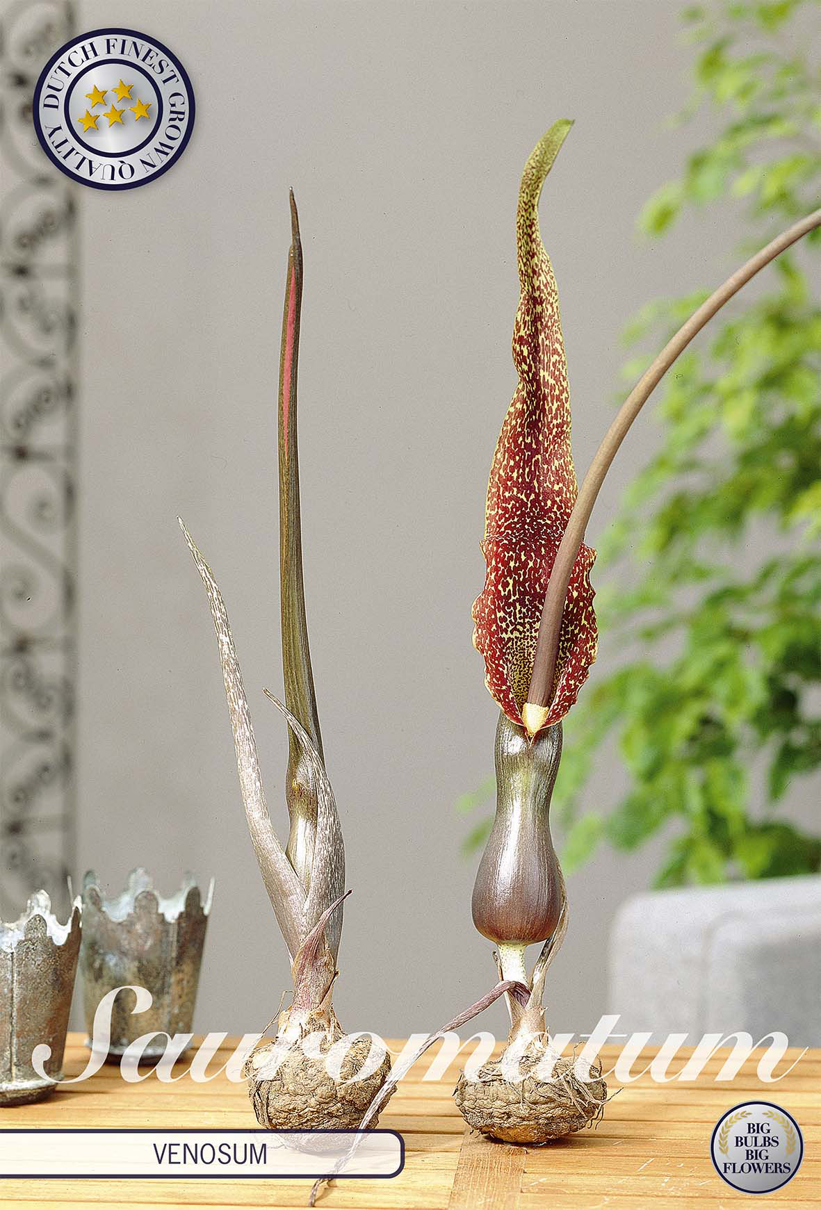 Sauromatum Vernosum