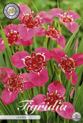 Tigridia Lilacea