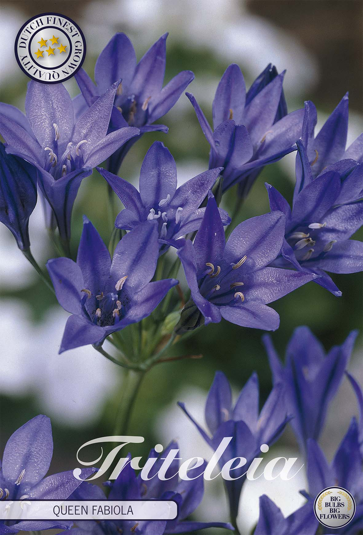 Tritelia Königin Fabiola