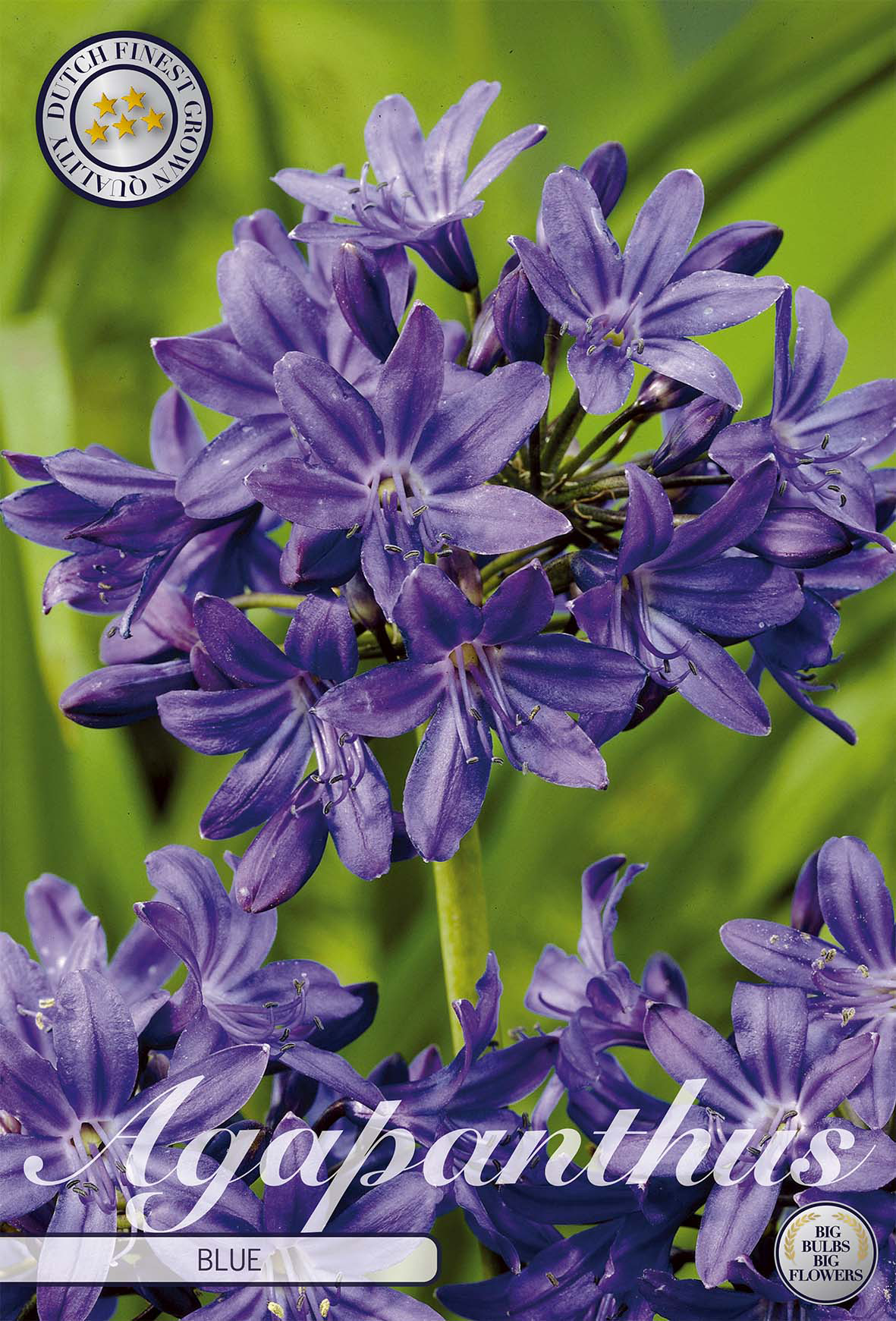 Schmucklilie Blau