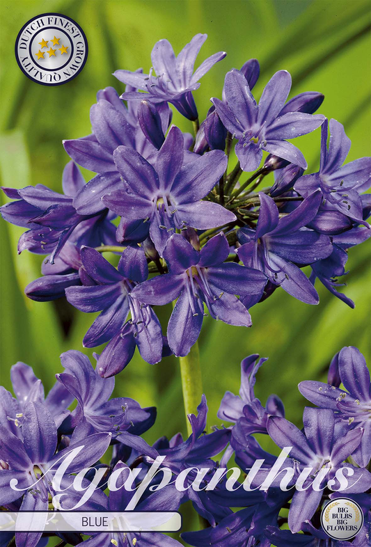 Schmucklilie Blau