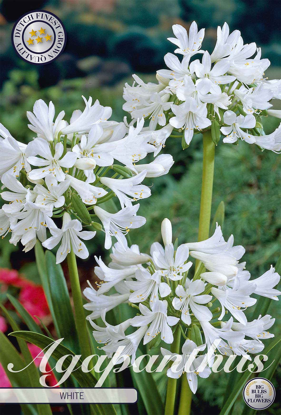 Agapanthus Weiß