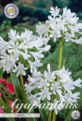 Agapanthus Weiß