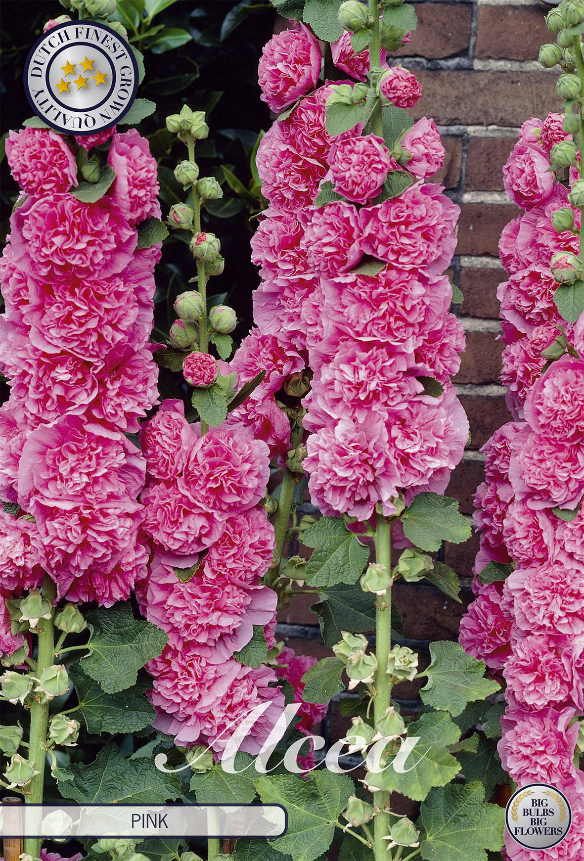 Stockrose Pink