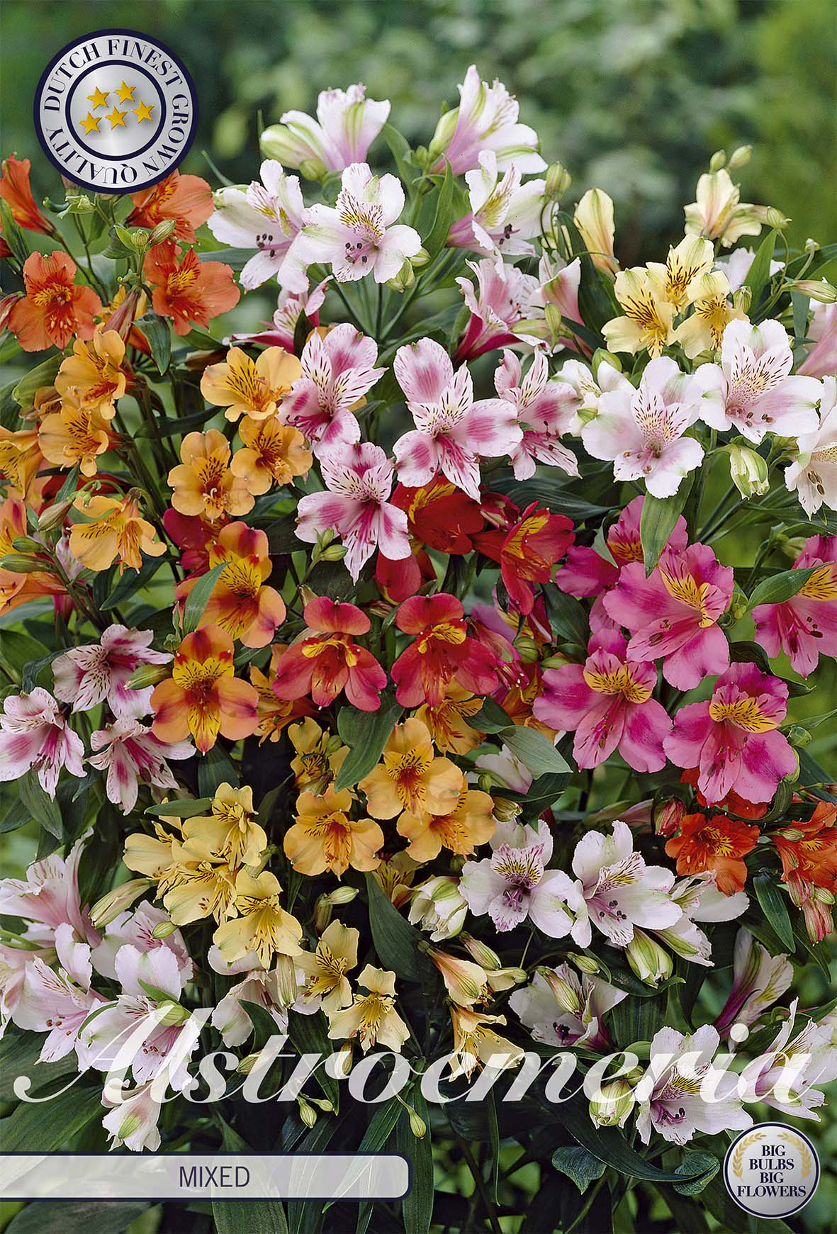 Alstroemeria, gemischt