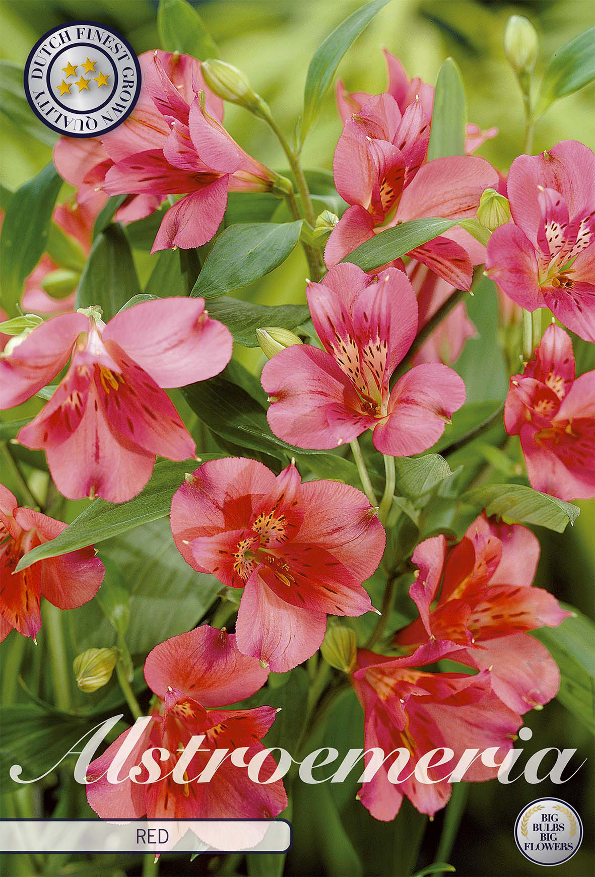 Alstroemeria Rot