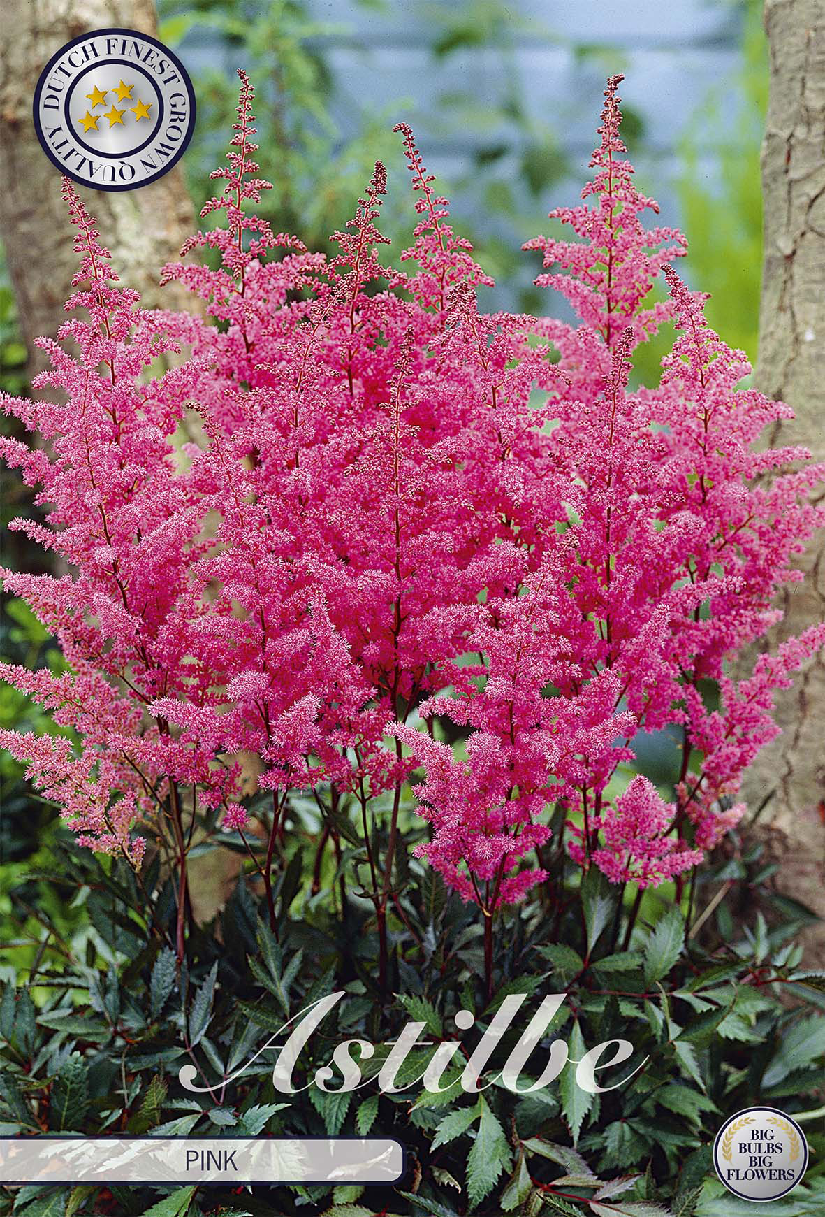 Prachtspiere Pink